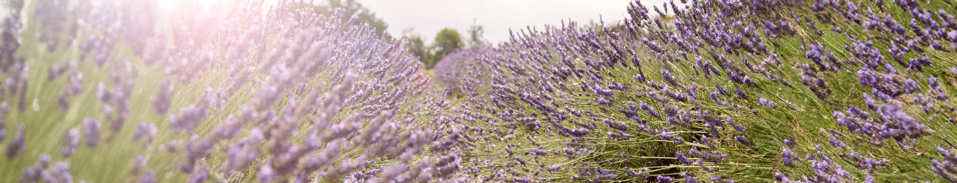 Lavender Tranquillity